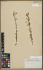 Foto von Salix alba subsp. vitellina (L.) Arcang.